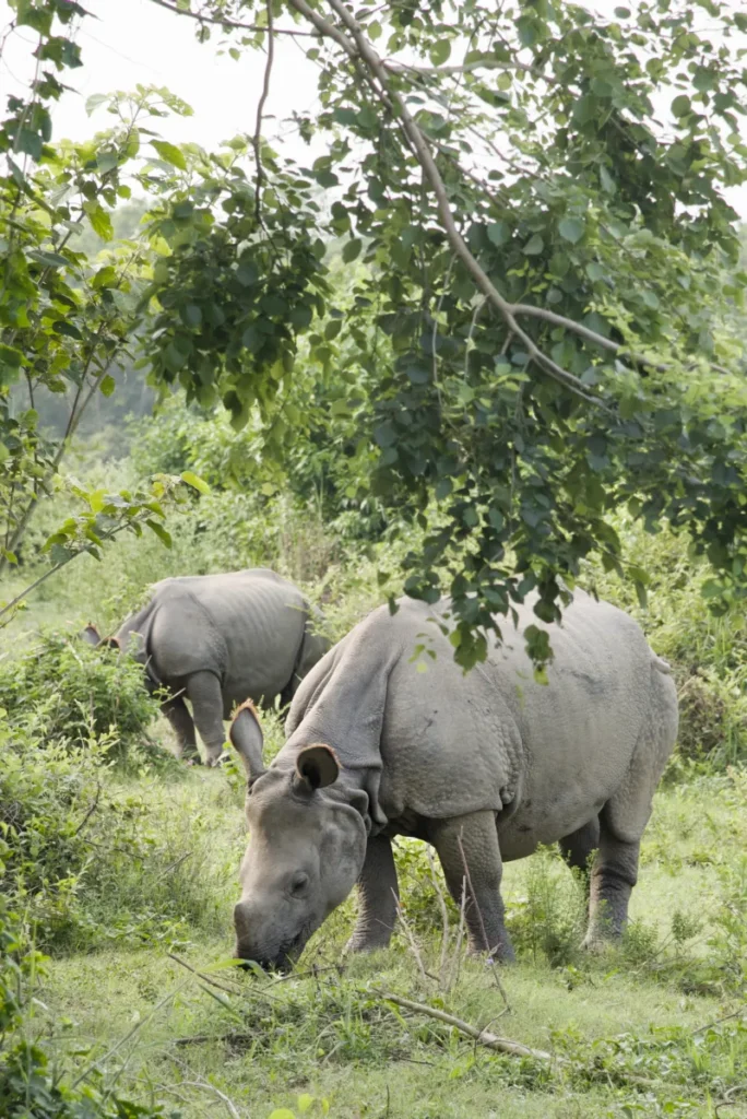 rinocerontes_Chitwan