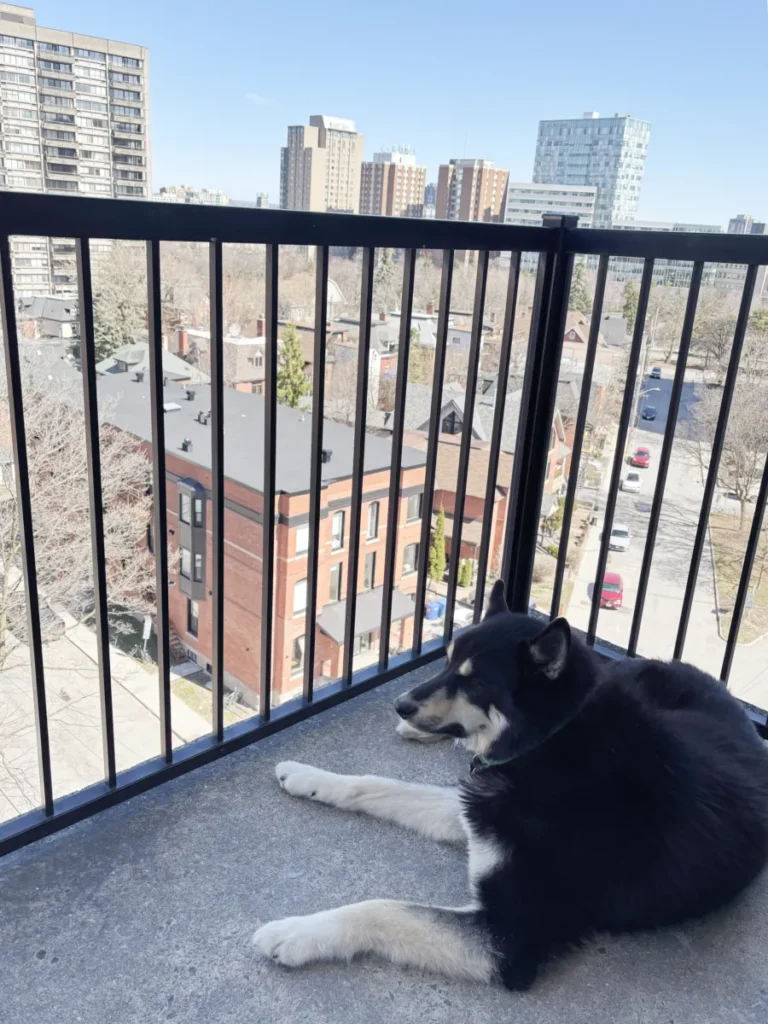 Cuidar casas mientras viajas: perro descansando en un balcón durante una experiencia de housesitting en ciudad